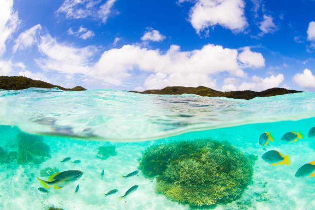 熱帯魚の海の生物分割ビュー手付かずの島のサンゴ礁