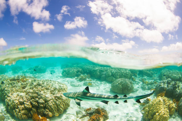 istock Reef shark cruising the clear waters split view pristine island reef 1554894287