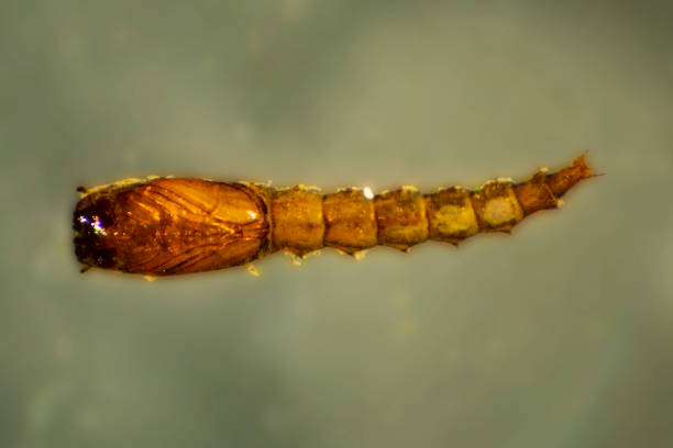 istock Larva of a biting midge from pond water in Connecticut. 1554903078