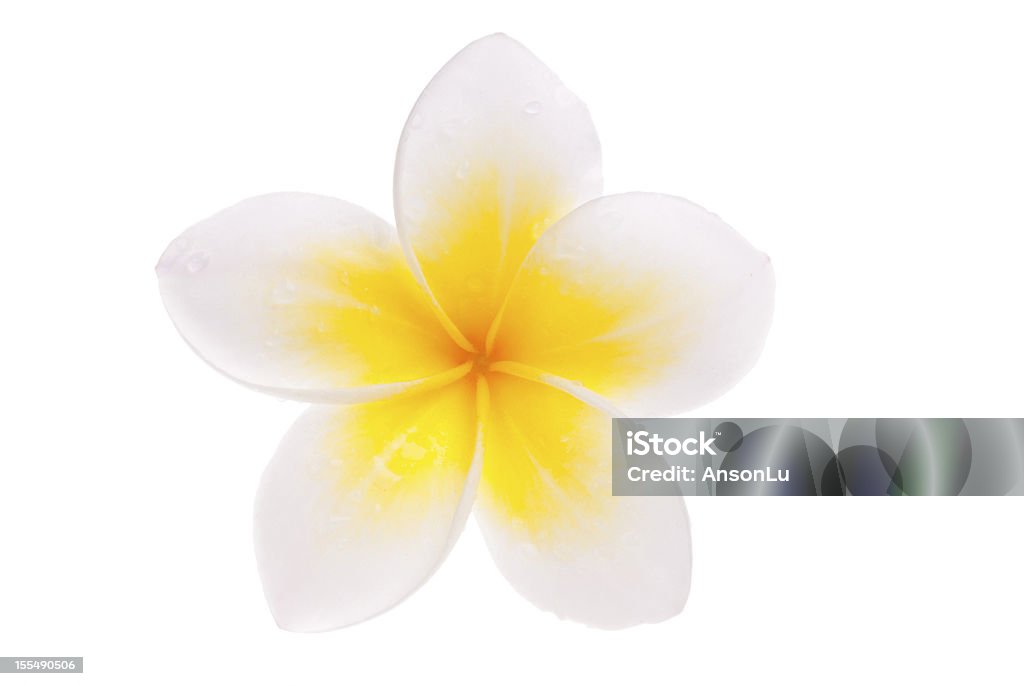 Leelawadee Fiore giallo isolato singolo - Foto stock royalty-free di Ambientazione tranquilla