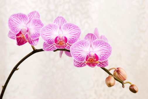 Pink orchid, blossoming phalaenopsis flower(phalaenopsis spp.) with silver cloth background