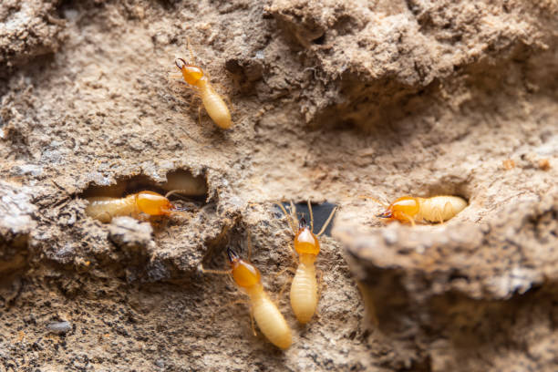 istock Termites in the nest on a white background. Small animals are dangerous for habitat.Work termites are leaving the nest on the ground. 1554906890
