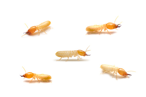 Collection of the Small termite on white background. Side view of the white ant isolate on white background. Home destructive insects.