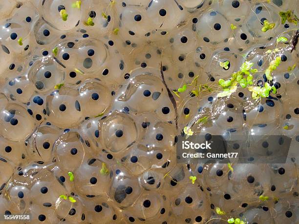 Foto de Sapo Se Reproduzir Closeup e mais fotos de stock de Anfíbio - Anfíbio, Batráquio, Desovar