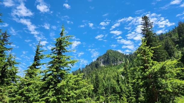 Free Stock Photo of A mountain range with trees and blue sky | Download ...
