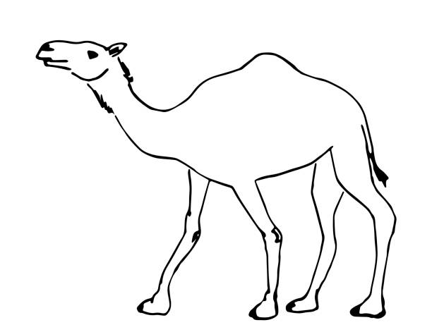 einfache handgezeichnete schwarze umrissvektorillustration. kamel, wüstentier. skizziere mit tinte. - camel animal dromedary camel desert stock-grafiken, -clipart, -cartoons und -symbole