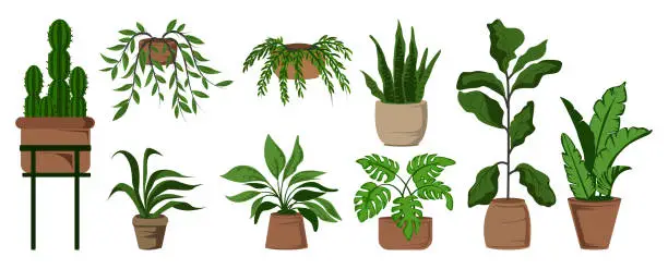 Vector illustration of Potted leaf houseplants set vector illustration