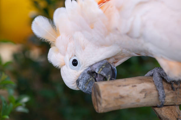 istock White-crested yellow-crested cockatoo (Cacatua sulphurea) 1554928545