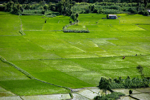 Beautiful Rice field of Nepal.