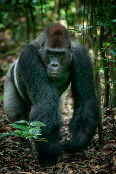 portrait animalier d’un gorille des plaines de l’ouest à dos argenté - gorilla safari animals wildlife photography photos et images de collection