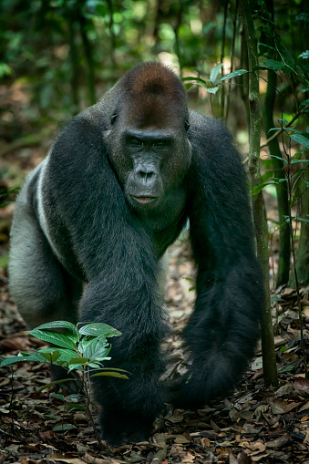 Baby Mountain gorilla sitting on his mother in the Virunga National Park, Democratic Republic Of Congo.