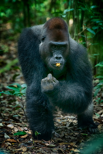 Baby Mountain gorilla sitting on his mother in the Virunga National Park, Democratic Republic Of Congo.