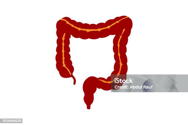 Intesine Rapport Intestines Stock Illustration - Download Image Now - Abdomen, Anatomy ...