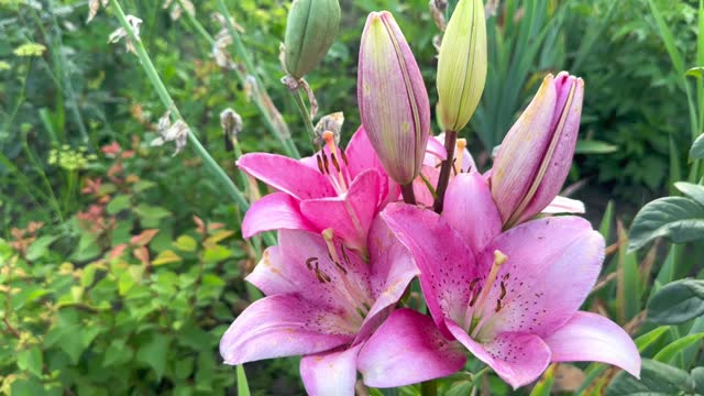 Pink lily flower in summer garden