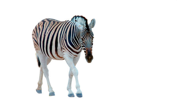zèbre d'isolement sur le fond blanc - zebra africa wildlife nature photos et images de collection