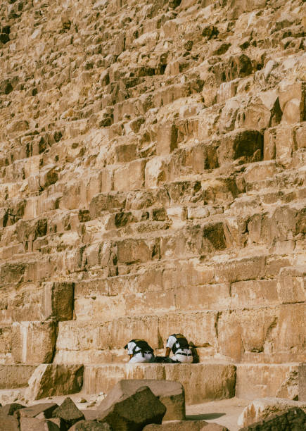 Pyramids of Giza, Giza Necropolis, Egypt - July 14, 2023: Police sitting in front of the pyramids of Giza. The Giza Necropolis is a large area near Giza, a suburb of Cairo that has many tombs and burial sites. It is also where you can find the famous Pyramids of Giza, the Great Sphinx, and more. The name comes from the ancient Greek word nekropolis, which literally means “city of the dead”. The Giza Complex was once near the ancient Egyptian capital of Memphis, and the Giza plateau is where a number of pharaohs, queens, and nobles of the Fourth Dynasty of ancient Egypt were buried. All three of Giza's pyramids and their elaborate burial complexes were built from roughly 2550 to 2490 B.C. The pyramids were built by Pharaohs Khufu, Khafre, and Menkaure.