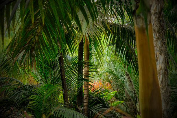 Tropical plants - jungle background - lush palm forest