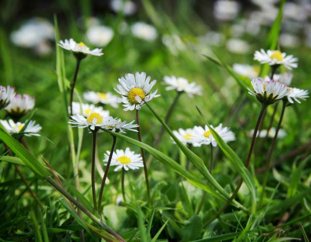 istock A close up of daisy in a meadow 1555091531