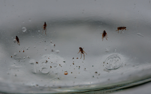 Fleas in a glass trap