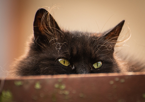Domestic cat sits in ambush