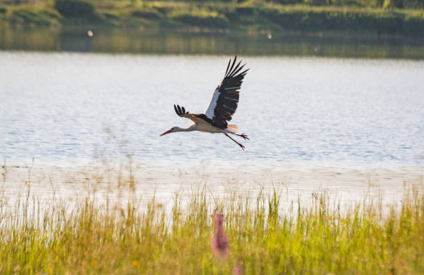istock Black and white stork hunts on the lake 1555093635