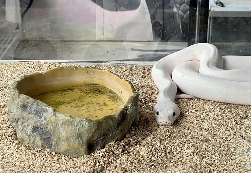 a photography of a snake and a bowl of water on the ground, there is a snake that is sitting next to a bowl of water.