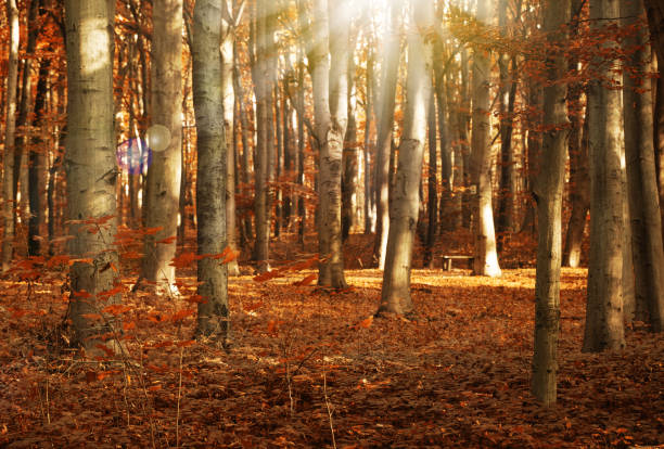 Autumn forest with bright sunlight shining through the trees. Autumn morning woodland landscape. Autumn background.