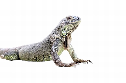 a photography of a lizard sitting on the ground with its head turned, there is a lizard that is sitting on the ground.
