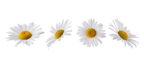 istock Set of Chamomile flower head isolated on white background. 1555102176