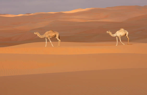 istock Two camels in the desert 1555122405