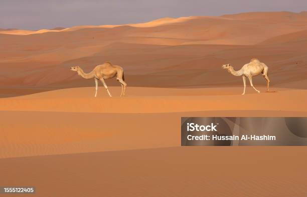 Two Camels Patterns Two Camels In The Desert Stock Photo - Download Image Now - Animal ...