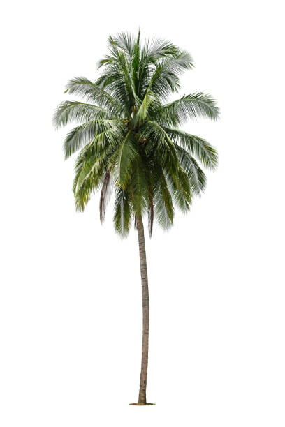 istock Coconut palm tree, with green leaves isolated on white background. 1555125277