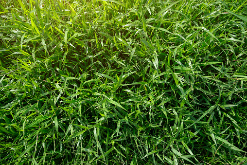 Nature green grass background top view, green grass texture