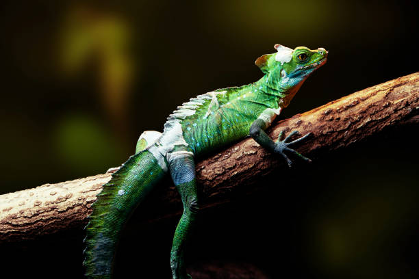 Green basilisk lizard Green basilisk lizard shedding. molting stock pictures, royalty-free photos & images