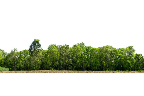 istock Group of tree isolated on white,tropical trees isolated used for design, advertising and architecture. 1555131372