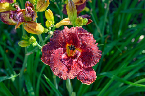 istock Bright colorful lily with waterdrops after a summer rain 1555131887