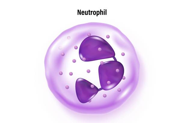 istock Neutrophil vector. Type of white blood cell. Blood cell types. Leukocyte. Medical education. 1555141645