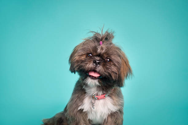 istock dog portrait 1555143850