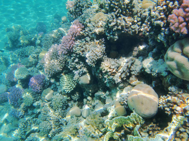 istock coral reef in Egypt, Makadi Bay 1555150577