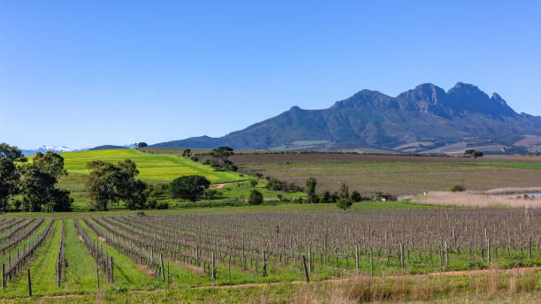 istock Wine Vineyards Mountains Scenic Landscape 1555150588