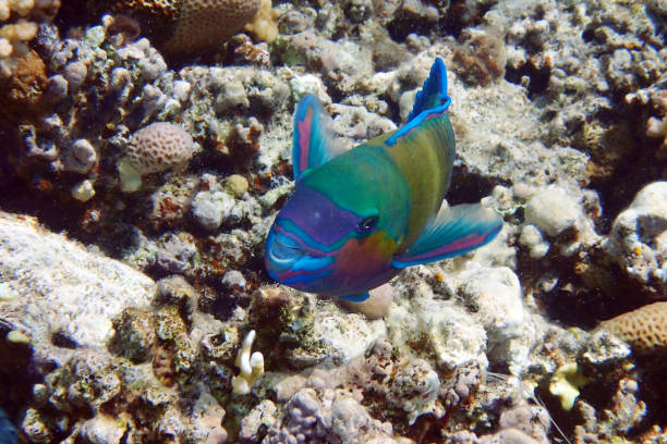 parrot fish from the egypt parrot fish from the egypt parrot fish stock pictures, royalty-free photos & images
