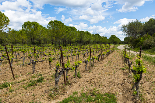 Experimental plot of vines on the Domaine départemental de Restinclières in Prades-le-Lez
