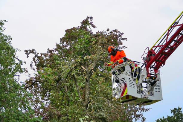 istock Storm damage. The Fire department at work. 1555189203