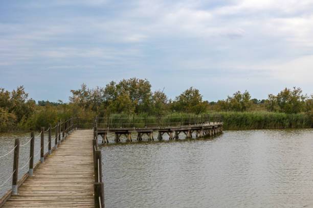 istock Path on stilts above the Scamandre pond, rich in biodiversity 1555194234