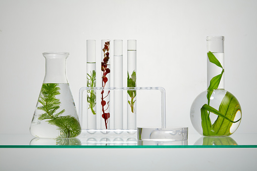 On the backlit background, some lab glassware containing different types of seaweed on transparent liquid. Space to place your product. Laboratory concept for advertising organic cosmetic