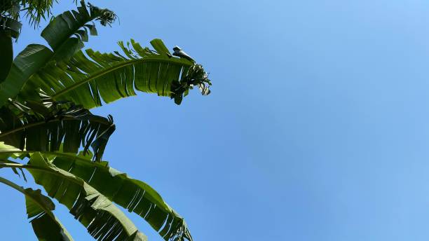 istock Banana leaves with clear blue sky backgrounds. 1555203678