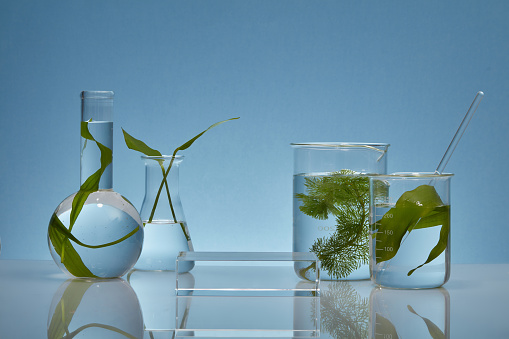 On the blue background, some glass flasks containing fresh seaweed leaves decorated with transparent podium. Empty space for display your product. Lab theme for advertising