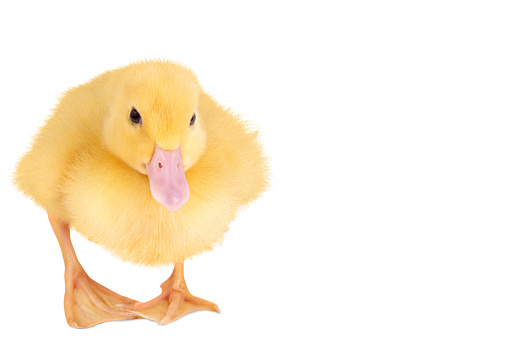 Yellow duckling isolated on white background.
