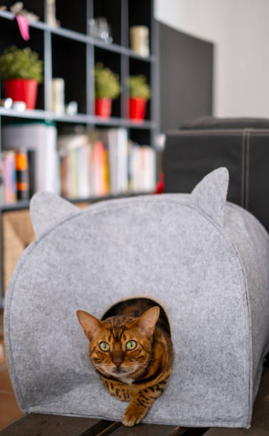 istock Bengal cat is relaxing in felted warm sleeping pet cave 1555232469