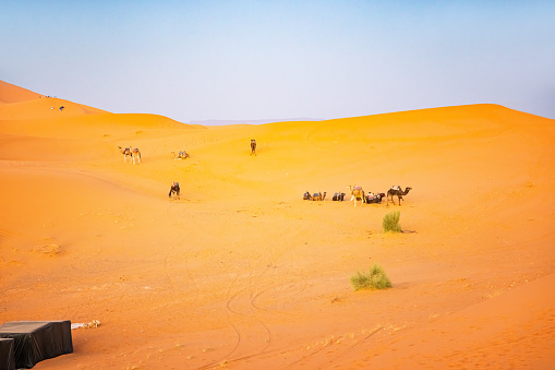 Camels resting on sand dunes in the desert, Merzouga, Erg Chebbi sand dunes region, Sahara, Morocco.
